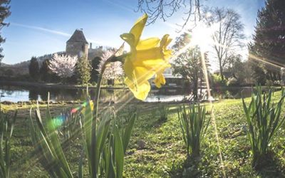 Weinheimer Frühling als zartes Pflänzchen