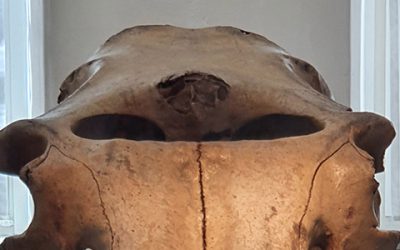 Mammut hält den Schädel hin