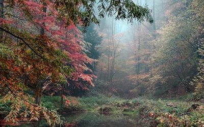 Aus dem Farbenkasten der Natur