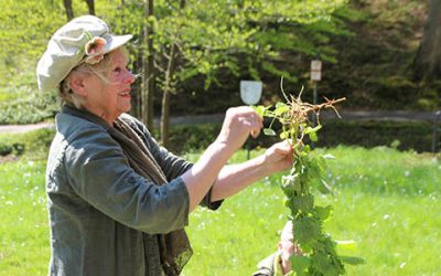 Junges Grün und alte Weisheit