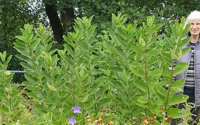 Wildkräuterführung wird nachgeholt