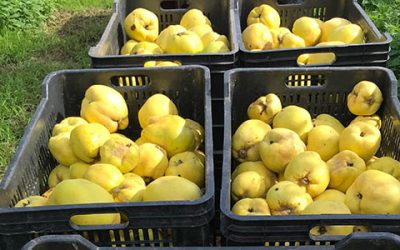 Bei Abgabe sind sie quitt