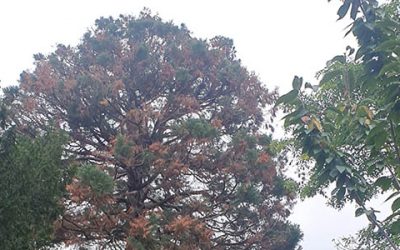 Mammut ist zu arg geschlaucht