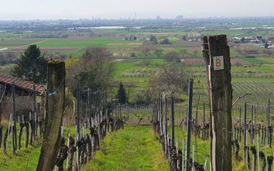 Der Blütenweg ist gewappnet