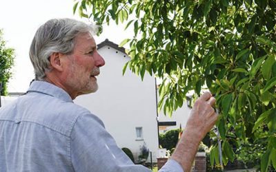 Zu den besonderen Bäumen