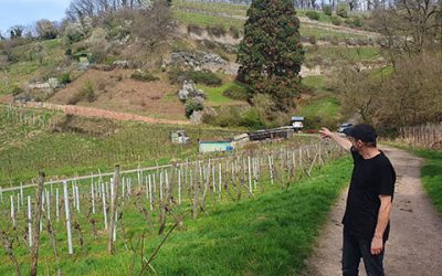 Regionale Köstlichkeiten zwischen Blüten