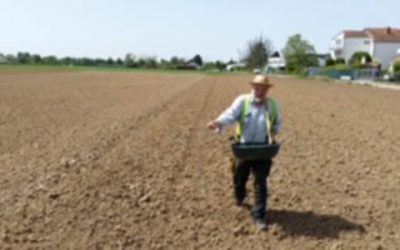 Weinheims Äcker blühen für die Artenvielfalt