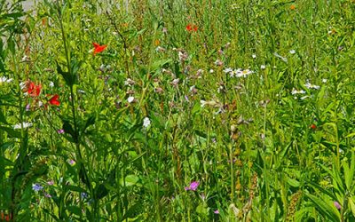 Weinheim blüht wieder auf