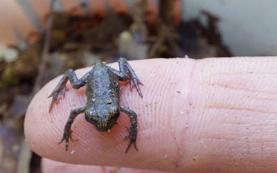 11 000 Hüpferlinge gerettet