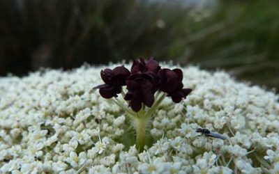 Blütenkraft, die Gesundheit schafft