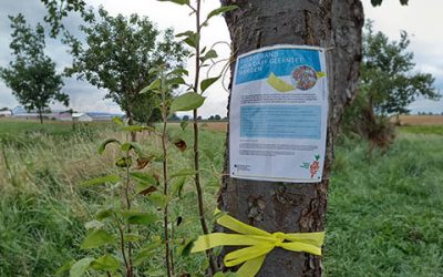 „Gelbes Band“ heißt Pflücken erlaubt