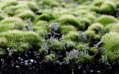 Grünes Dach für heiße Tage