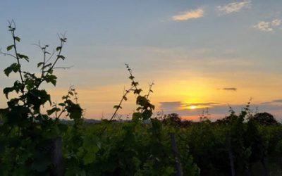 Im Morgengrauen in die Kräuter