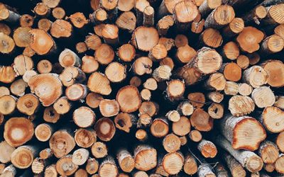 Neuer Förster ab 01. Oktober – Brennholzsaison beginnt