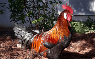 Glückliche Hühner für eine gute Landwirtschaft