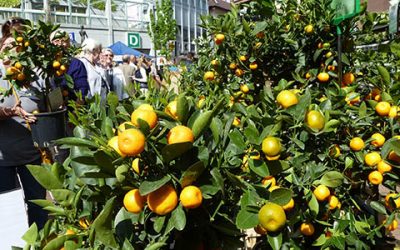 Frühlingsgefühle unter den zwei Burgen