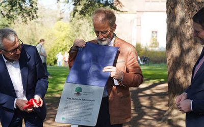 Die alte Zeder wird Nationalerbe-Baum