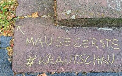 Wo die wilden Gräser wuchern