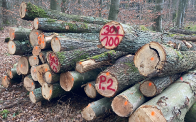 Brennholz per Klick – „Holzfinder“ erleichtert Brennholzkauf im Stadtwald