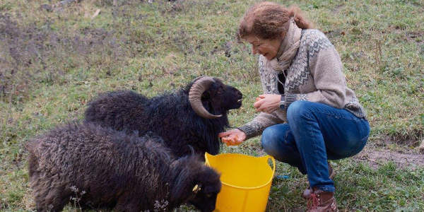 Die goldenen Mäulchen vom Blütenweg
