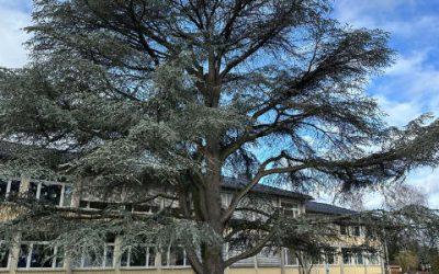 Tage der Atlaszeder sind gezählt