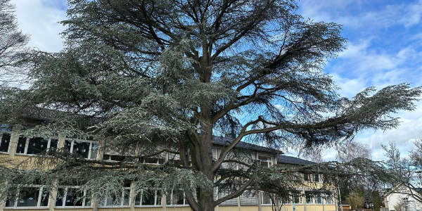 Tage der Atlaszeder sind gezählt