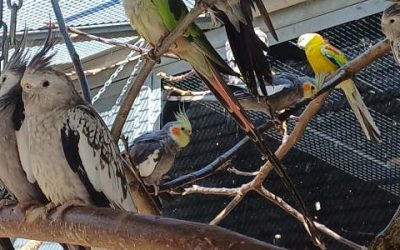 Die Rückkehr der Piepmatze