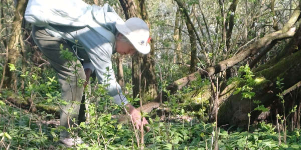Mit der Kräuterfee ins Bärlauchmeer