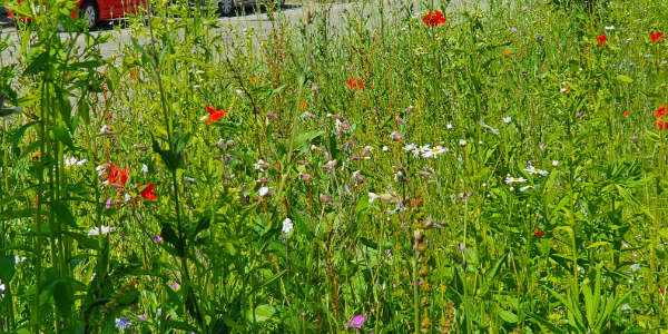 Weinheim ist „Natur nah dran“