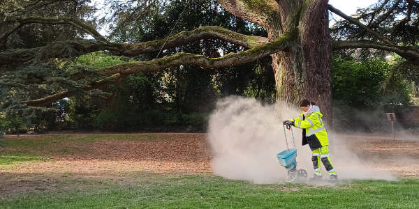 Alles Gute für die alte Zeder