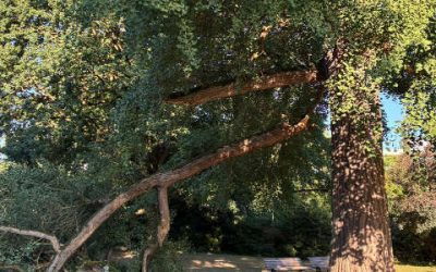 Auch der Ginkgo schützt sich vor Hitze