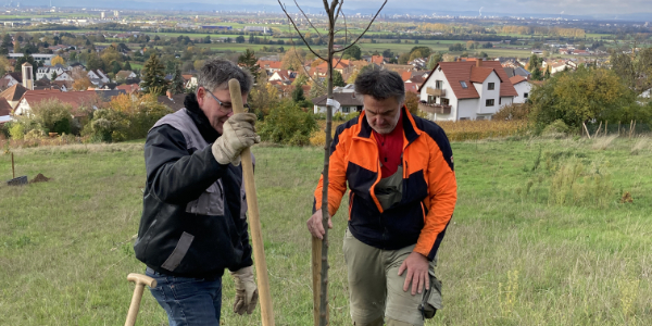Aktion „Obstbäume für die Blühende Bergstraße“